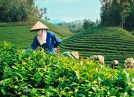 Top 10 Largest Tea Producing Countries in The World?